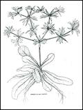 Eryngium foetidum